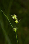 Reflexed sedge